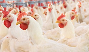 commercial poultry operation on an insulative concrete floor